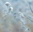 Что день грядущий нам готовит? - Газета Заря Кубани